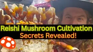 🍄Reishi Mushroom Cultivation💥Secrets Revealed! #MushroomFarmer #Fungi #Mycology #Reishi