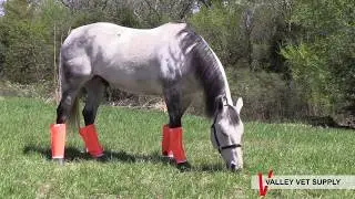 Shoofly Leggins