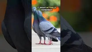 Pigeons Can Recognize Human Faces 🐦👀 | Amazing Animal Fact #Shorts