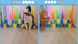 Cats react to streamers and cups challenge!