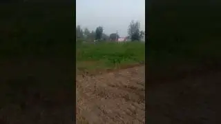 local farming of village in punjab #shorts #virals