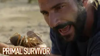 The Creepy CAMEL SPIDER | Primal Survivor