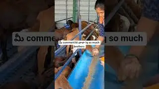 మీ comment ki చాలా tq so much brothers #village #sheepfarming #plz like#🙏