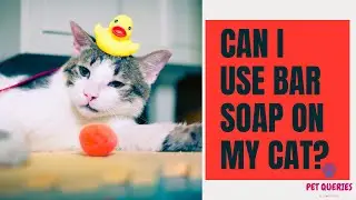 Can i use Bar soap on my cat? | Can I use human soaps on my cats? | #petqueries