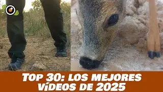 Los 30 MEJORES VÍDEOS de fototrampeo de 2025 🔥 FAUNA Salvaje  Te sorprenderán. ANIMALES SALVAJES
