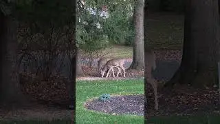Cautious Deer Family Joining Us for Dinner #deer