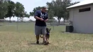 10 Steps To Focus Heeling Part 2