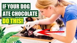 Chocolate Overload: Knowing What To Do If Your Dog Accidentally Eats Chocolate