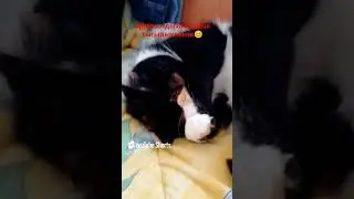 #video #рекомендации #рек #cat #кот #видосыоткота #коткомпот #kitten #веселыекоты #котики #love #кот