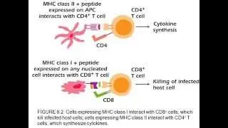 Podcast 8 - Role of the MHC in the Immune Response