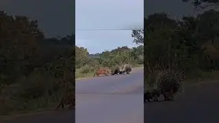Leopardo Tenta Atacar Fam&iacute;lia De Porcos Espinhos....Mas Se D&aacute; Muito Mal