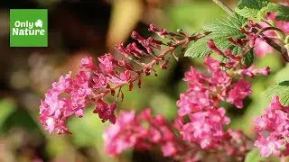 Nature Sounds: Spring Afternoon - UK Garden 2018