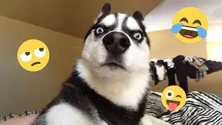 Funny Dogs Compilation &ndash; Best Dog Videos 2025 🐕🤣 #44