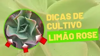 Dicas de cultivo limão rose
