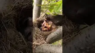 Nature in all its glory. #Sounds_of_nature #Shorts #animals #youtube_shorts #Shorts