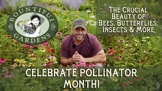 Happy Pollinator Month! - Celebrating Bees, Butterflies, Insects, Birds & More!