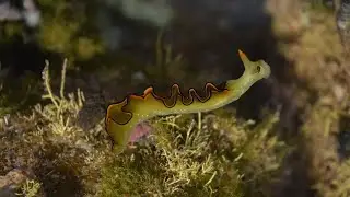 Life like animals under the ocean bed