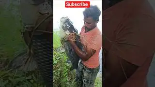 Hunting big catla fish #fish #fishing #wildliferescue #fishingvideo #fishinglife #shorts