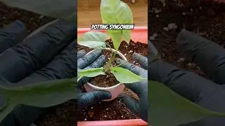 Potting Syngonium #sproutandsaute #garden #microgreensathome  #gardeningadvice #plantcare #plants