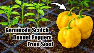 How to Germinate Scotch Bonnet Pepper Seeds FAST (Beginner Step-by-Step)