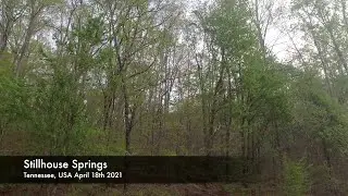 Tennessee Morning Birds, AB