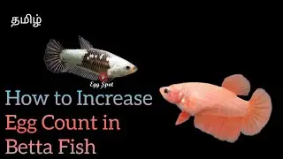 How to Increase Egg Count in female betta fish | தமிழ் | Dorsal Fin