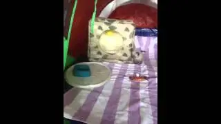 Kittendome