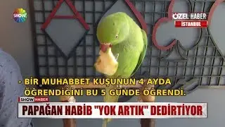 Papağan Habib 
