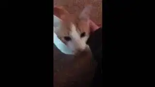 Video of adoptable pet named Funnybone