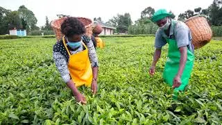 The Magical World of Kenyan Tea