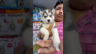 Siberian Husky Puppy Sell Low Price. #pets #dogbreed #shortvideo