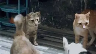 The Chaos That Happens Before My Cats Eat