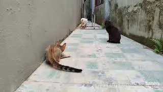 A Trio Of Super Naughty Cats