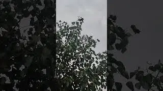 #nature vibes #shortvideo #viral