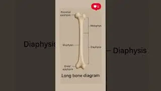 Long bone diagram! #youtube #youtubeshorts #memes #bones #neet