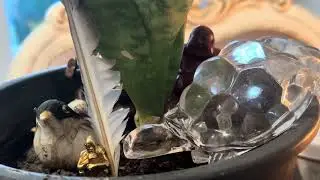 SENİNLE PAŞUM DİRTTE BİR KARADENİZ ÖYKÜSÜ 