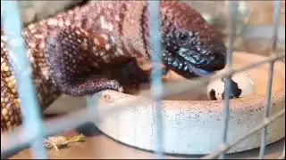 korovec mexick&yacute; je&scaron;těr jedovat&yacute; #lizard #lizardlife #lizards #fyp