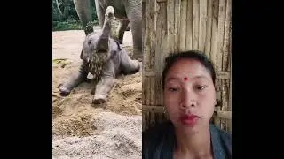 small to big animals transformation video#dolphin #elephant #dog  🦈🐘🐕