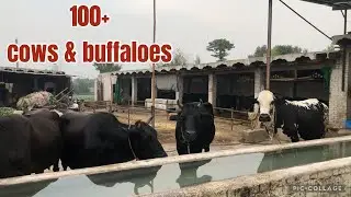 Malik Adnan Cattle Farm | Real Dairy life | Qurbani Maal 2026 🐄🐃