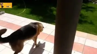 Top 10 Funny 2014+ Dog Videos Compilation   720p   HD