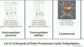 List of Arthropoda of Order Prostigmata Family Podapolipidae. eutarsopolipus pulcher Locustacarus