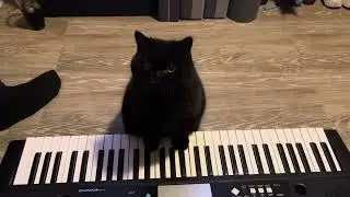 Keyboard kitty JJ - play X-files theme