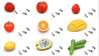 So Satisfying Ant Eating Food Time-lapse Video Complication(oddly satisfying video)