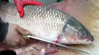 Filleting farmed amur - Grass carp
