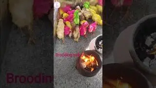 🐓✨Natural brooding setup|Day 3|#trending #shorts #ytshorts #viral #farming #agriculture #chicken