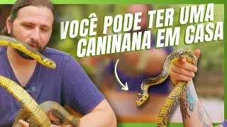 DESCUBRA OS TOP 5 COLUBRÍDEOS: SERPENTES INCRÍVEIS QUE VOCÊ PODE TER COMO PET!