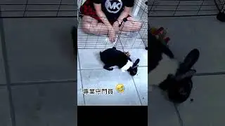 兔龍危機 我的血與他的尿