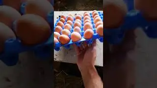 разведение кур - сбор яиц #субтитры