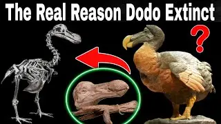 The Dodo Is Back from Extinction! @HiddenFactsLive
