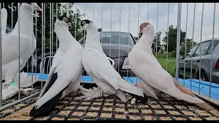 TARG gołębie pigeons JEDLIŃSK Andrzej W.29.06.2025 cz2/2💥Gołębie jasne i wyszwance Andrzeja Radom💥